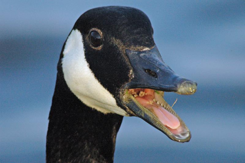 Angry Goose