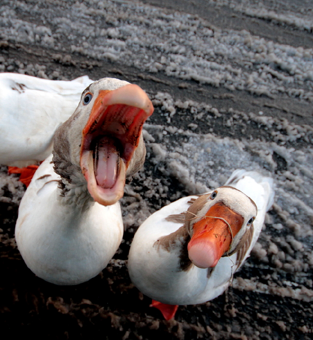 Angry Goose